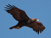 Golden eagle.png