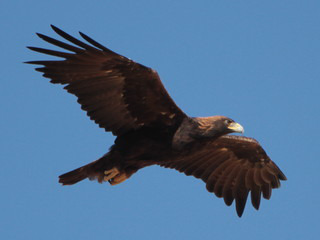 File:Golden eagle.png