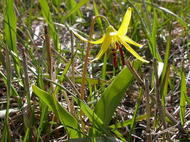 File:640px-Erythronium rangiferus.jpeg