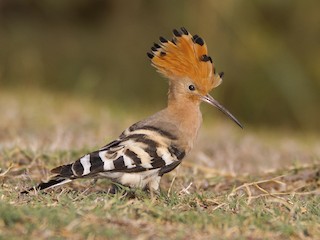 File:Hoopoe.jpg