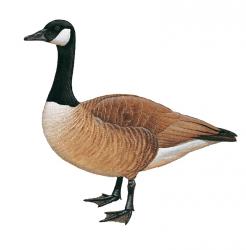 File:Branta canadensis.jpg