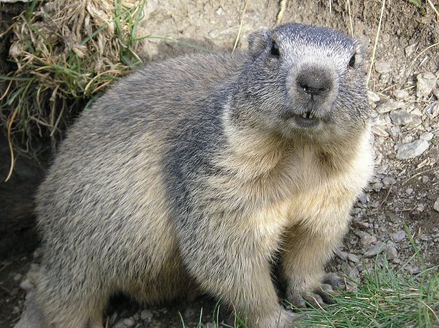 File:640px-Marmota alpes.jpeg