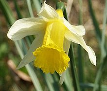 220px-Narcissus cibolus flower.jpg