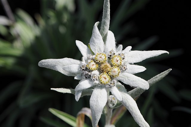 File:Edelweiss flower.jpeg
