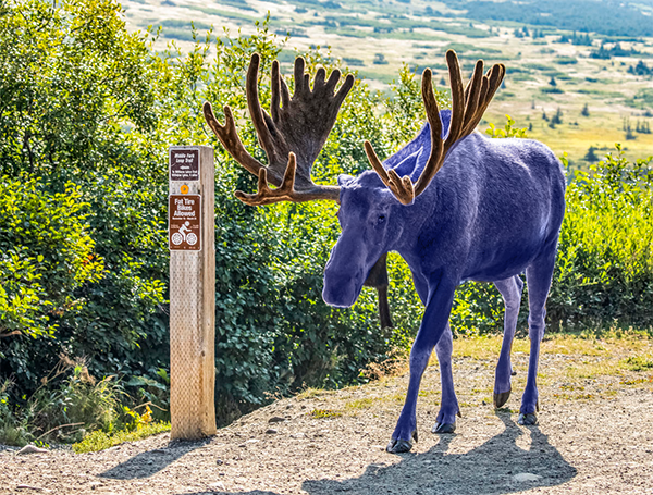 File:Blue Moose.png