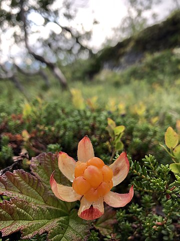 File:360px-Rubus aoristos.jpeg