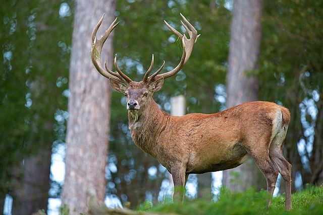 File:640px-Cervus rubus.jpeg