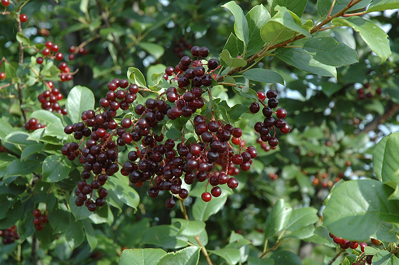 File:Dark berries in trees.jpg