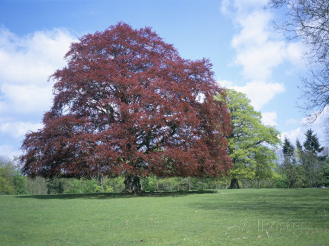 File:Copper Beech.jpg