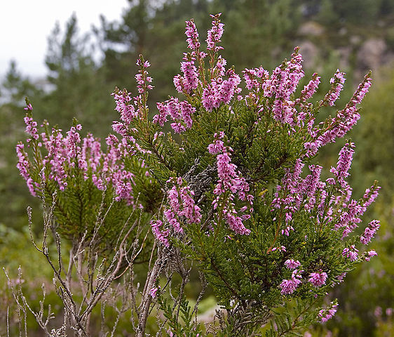 File:562px-Calluna vulgaris.jpeg