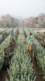 Horehound of Saluria