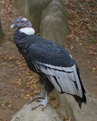 Lacaran-condor.jpg