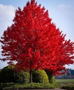 Acer rubrum australis.jpg