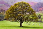 Oak Tree Celebarad.jpg