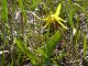 640px-Erythronium rangiferus.jpeg