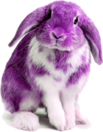 Apollonian-purple-hare.png