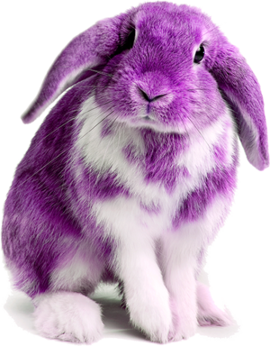 Apollonian-purple-hare.png