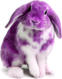 Apollonian-purple-hare.png