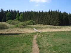 Forest and moors near Wittensteen