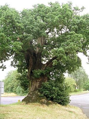 360px-Quercus lunaris.jpeg