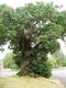 360px-Quercus lunaris.jpeg