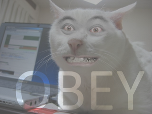 Obedience Cat.png