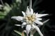 Edelweiss flower.jpeg