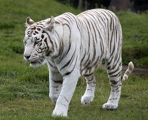 Malan Tiger.jpeg