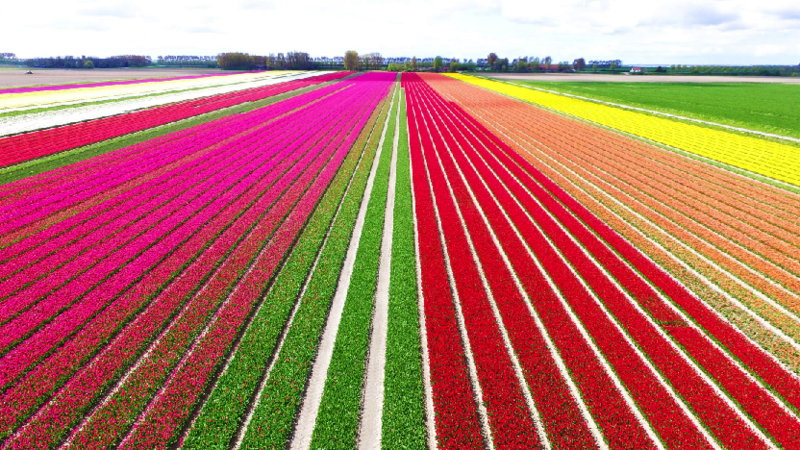 File:Tulip field jardinais.png