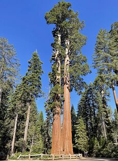 Proterosequoia semperignis.jpg