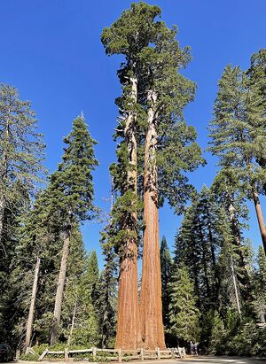 Proterosequoia semperignis.jpg