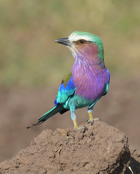 File:Qaqatirri bird.png