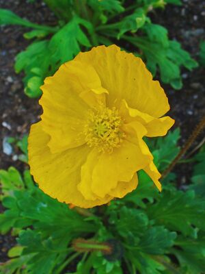 Island golden poppy flower.jpg