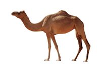 Sennar Camel.jpg