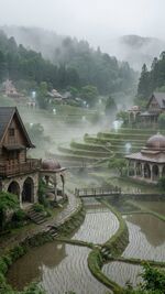 Norsolyrian Wisp Rice