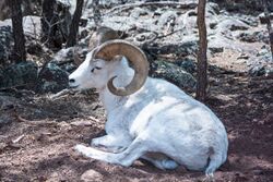 Aerlabighornsheep.jpg