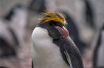 South Sea Penguin.jpg
