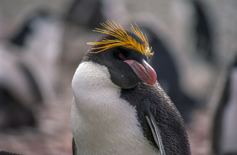 File:South Sea Penguin.jpg