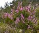 562px-Calluna vulgaris.jpeg