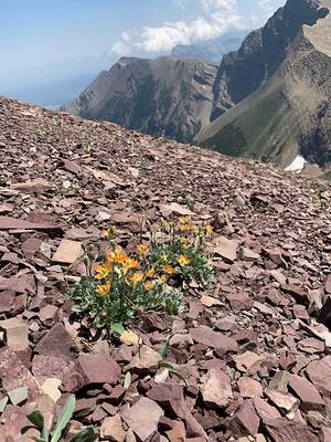 Highlands poppy view.jpg