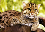 Fishingcat.png